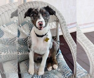 Australian Shepherd Dogs for adoption in Sandy, UT, USA