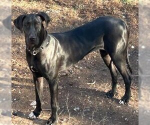 Great Dane Dogs for adoption in Crystal , MN, USA