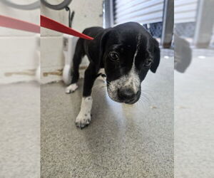 American Pit Bull Terrier Dogs for adoption in San Bernardino, CA, USA
