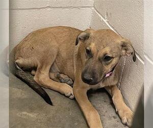 Bullmastiff-Unknown Mix Dogs for adoption in Rosenberg, TX, USA