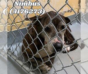 American Pit Bull Terrier-Unknown Mix Dogs for adoption in Tulsa, OK, USA