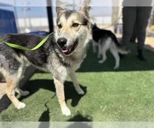 German Shepherd Dog-Unknown Mix Dogs for adoption in HESPERIA, CA, USA