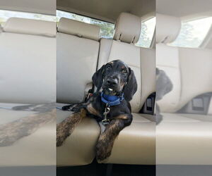 Coonhound-Golden Retriever Mix Dogs for adoption in San Diego , CA, USA