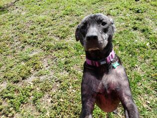 Labrador Retriever Dogs for adoption in Thonotosassa, FL, USA