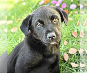 Medium Photo #1 Labrador Retriever-Unknown Mix Puppy For Sale in San Diego, CA, USA
