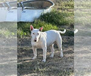 Bull Terrier Dogs for adoption in Camarillo, CA, USA