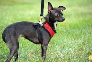 Italian Greyhuahua Dogs for adoption in Florence, KY, USA