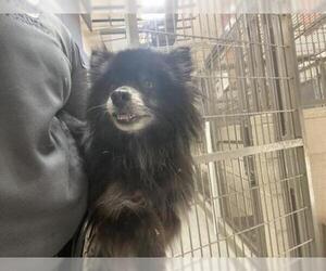 Pomeranian Dogs for adoption in Upland, CA, USA