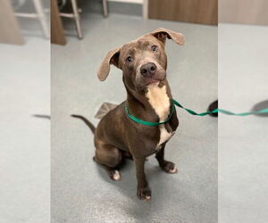 American Pit Bull Terrier Dogs for adoption in Baytown, TX, USA