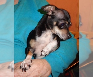 Chiweenie Dogs for adoption in Albany, OR, USA