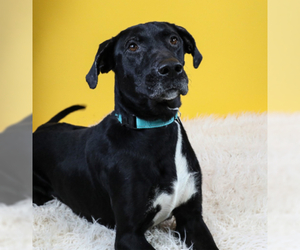 Labrador Retriever Dogs for adoption in Hampton Bays, NY, USA
