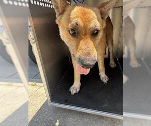 German Shepherd Dog-Unknown Mix Dogs for adoption in Grand Prairie, TX, USA