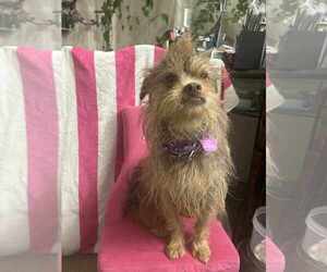 Norfolk Terrier-Unknown Mix Dogs for adoption in Princeton, MN, USA