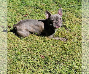 French Bulldog Dogs for adoption in Huguenot, NY, USA