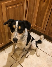 Chi-Corgi Dogs for adoption in San Antonio, TX, USA