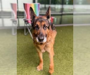 German Shepherd Dog Dogs for adoption in San Martin, CA, USA