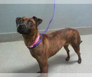 Greyhound-Unknown Mix Dogs for adoption in Las Vegas, NV, USA