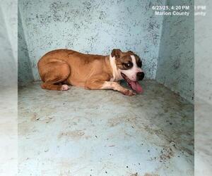 American Pit Bull Terrier-Unknown Mix Dogs for adoption in Ocala, FL, USA