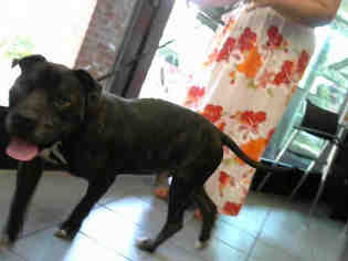 Rottweiler-American Pit Bull Terrier Dogs for adoption in Nashville, TN, USA