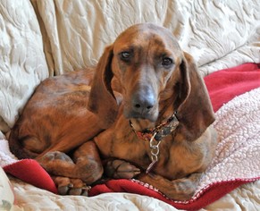 Plott Hound Dogs for adoption in Murphy, NC, USA