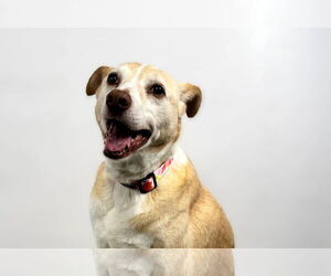 Labrador Retriever-Whippet Mix Dogs for adoption in Fort Collins, CO, USA