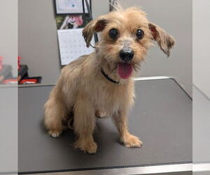 Mutt Dogs for adoption in Las Vegas, NV, USA