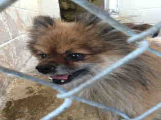 Pomeranian Dogs for adoption in Hanford, CA, USA
