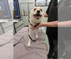 Shiba Inu Dogs for adoption in Newport, KY, USA