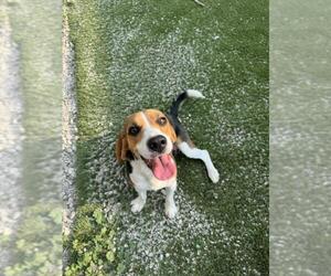 Beagle Dogs for adoption in Toronto, Ontario, Canada