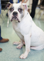American Bulldog Dogs for adoption in Bellbrook, OH, USA