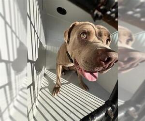 Mutt Dogs for adoption in Houston, TX, USA