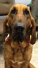 Bloodhound Dogs for adoption in Rustburg, VA, USA