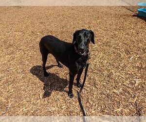 Doberman Pinscher-Great Dane Mix Dogs for adoption in Santa Cruz, CA, USA