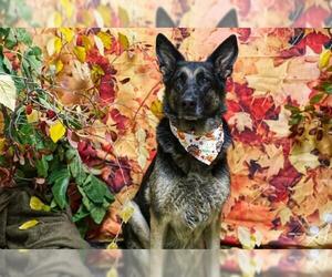 German Shepherd Dog Dogs for adoption in Placerville, CA, USA