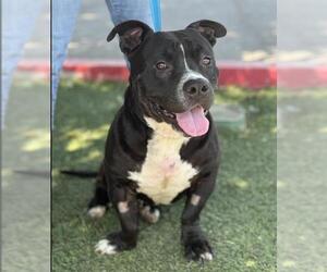 American Pit Bull Terrier-Dachshund Mix Dogs for adoption in Bakersfield, CA, USA