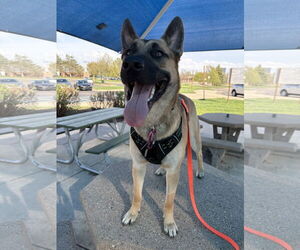 Mutt Dogs for adoption in Stevens Point, WI, USA