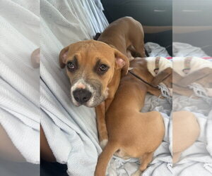 Mutt Dogs for adoption in Orlando, FL, USA