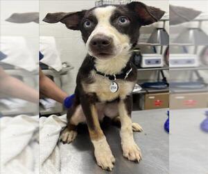 Border Collie-Siberian Husky Mix Dogs for adoption in Forestville, MD, USA