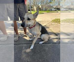 German Shepherd Dog-Unknown Mix Dogs for adoption in Houston, TX, USA