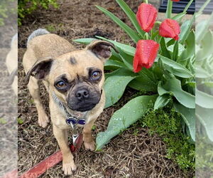 Chug Dogs for adoption in Batavia, OH, USA