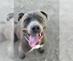 American Pit Bull Terrier Dogs for adoption in Santa Maria, CA, USA