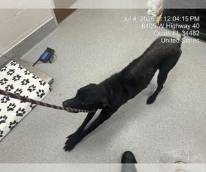 Labrador Retriever Dogs for adoption in Ocala, FL, USA