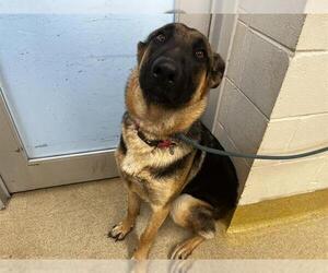 German Shepherd Dog-Unknown Mix Dogs for adoption in Grand Prairie, TX, USA