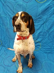 Bluetick Coonhound Dogs for adoption in Hornell, NY, USA