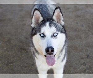 Siberian Husky Dogs for adoption in Martinez, CA, USA