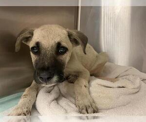 German Shepherd Dog-Unknown Mix Dogs for adoption in Corpus Christi, TX, USA