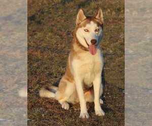 Siberian Husky Dogs for adoption in White River Junction, VT, USA