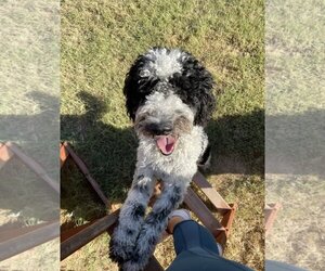 Poodle (Standard) Dogs for adoption in Denton, TX, USA