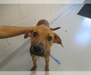 American Pit Bull Terrier Dogs for adoption in Ocala, FL, USA