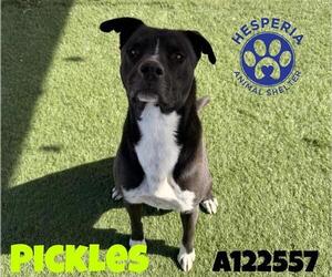 Mutt Dogs for adoption in HESPERIA, CA, USA